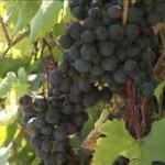 Секреты выращивания винограда в Сибири