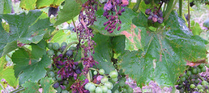 болезни винограда
