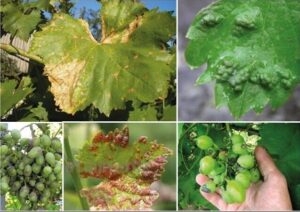 Болезни винограда описание