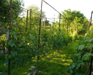 Распланировать посадку винограда весной
