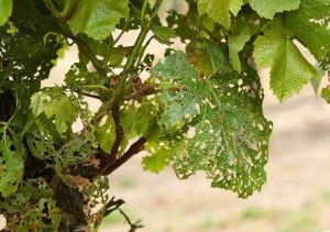 обработка винограда весной от болезней