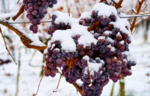 виноградники зимой