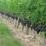 Формирование виноградного куста с первого года