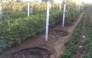 Как правильно посадить виноград весной саженцами