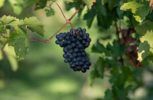 Винные сорта неукрывного винограда