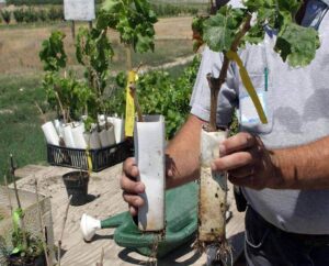 Выбор саженцев винограда для осенней посадки
