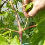 Как выявить и удалить пасынки винограда на лозе?