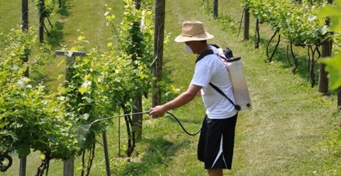 Решение проблем винограда весной