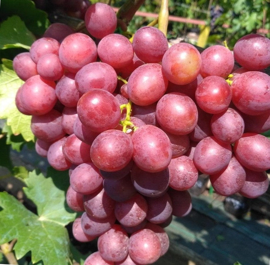 Описание сорта винограда «Учитель»