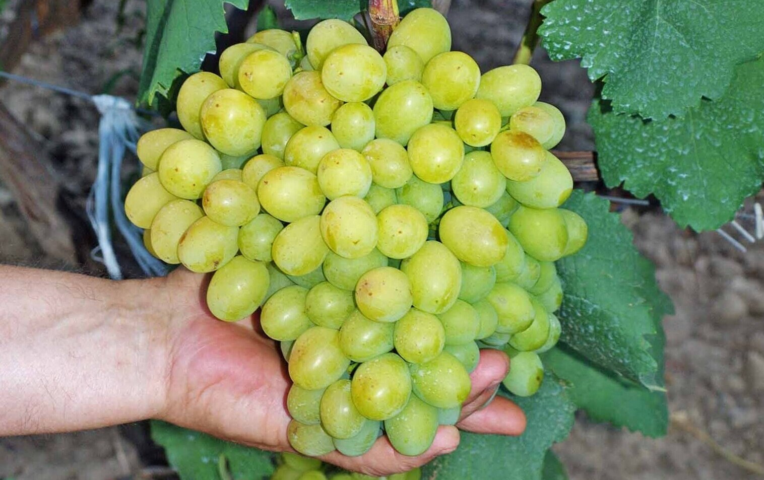 Сорт винограда раиса фото и описание