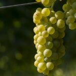 Как определить созревание винограда?