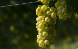 Как определить созревание винограда