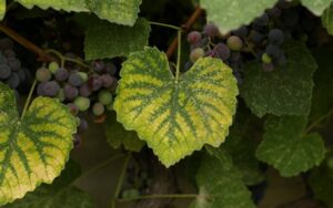 Лечение хлороза винограда