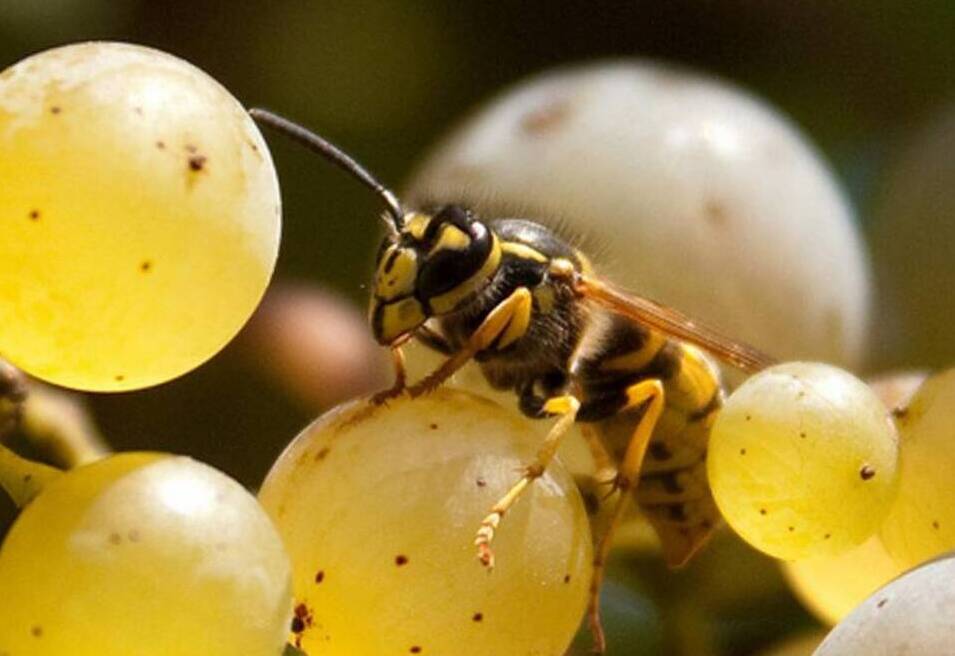 Способы защиты винограда от ос