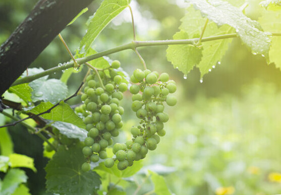 Как защитить виноград от дождей?