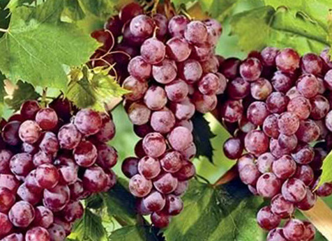 Грози винограда Пинк Сидлис