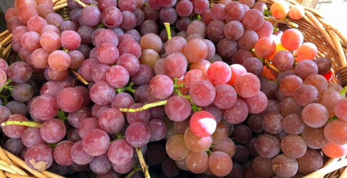 Как посчитать урожайность винограда