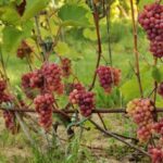 Сорта винограда «Сидлис»