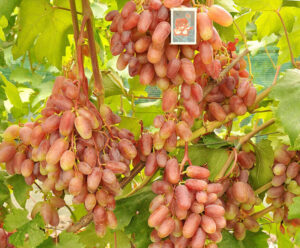 Сорт винограда «Сенсация»