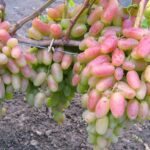 Сорт винограда «Юбилей Новочеркасска»