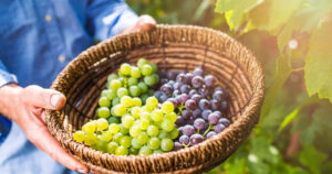 Уборка урожая винограда